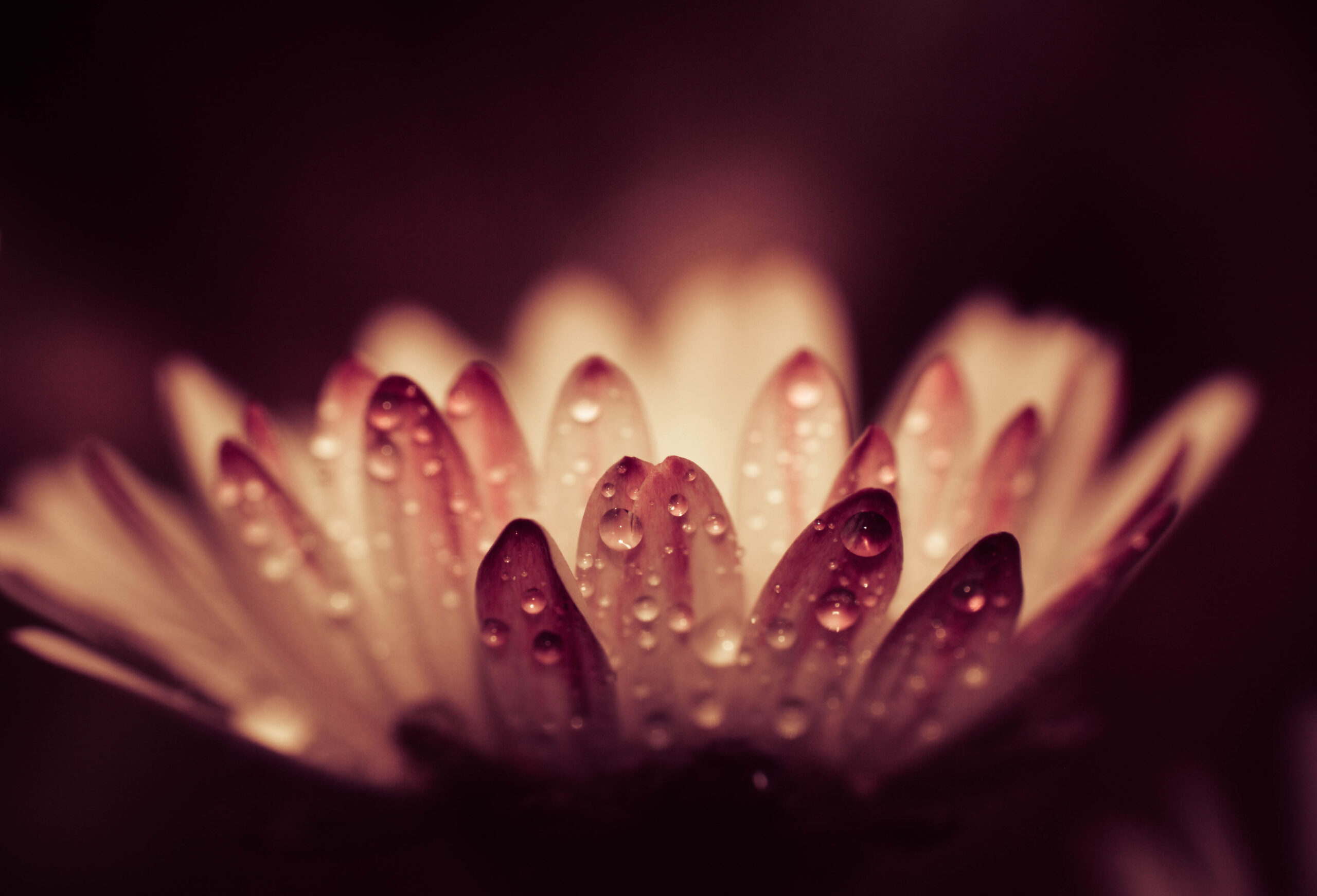 close-up-water-drops-flower-against-blurred-background